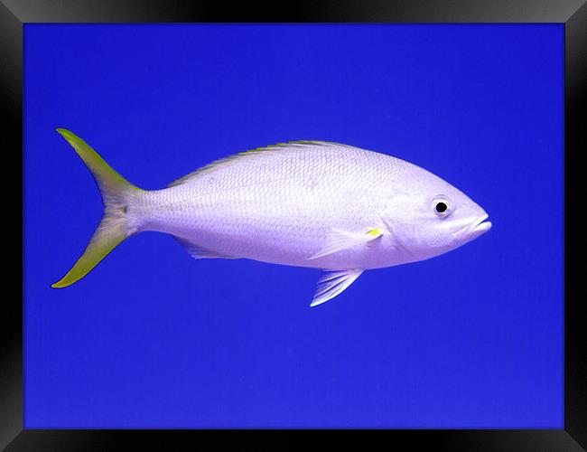 Yellowtail Snapper From Side Framed Print by Serena Bowles