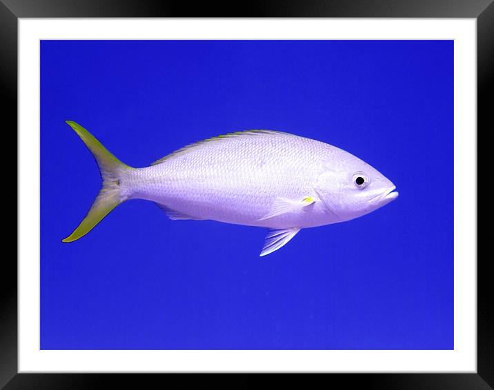 Yellowtail Snapper From Side Framed Mounted Print by Serena Bowles