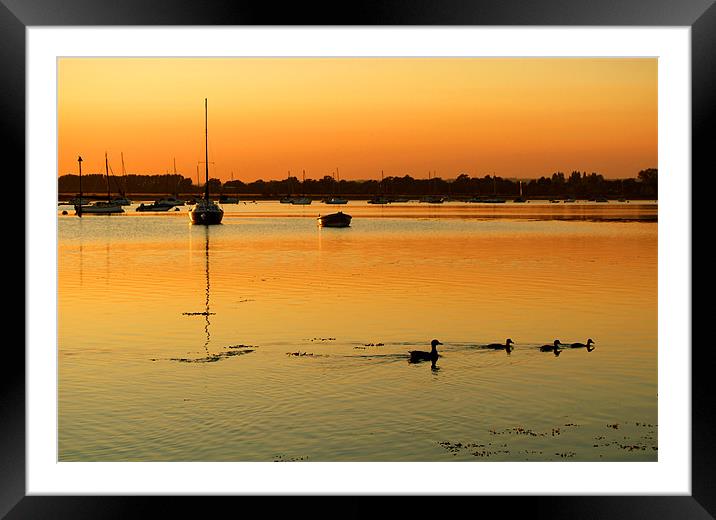 Duck Family Framed Mounted Print by Serena Bowles