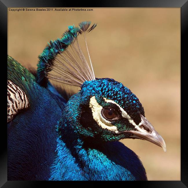 Indian Peacock Headshot Framed Print by Serena Bowles