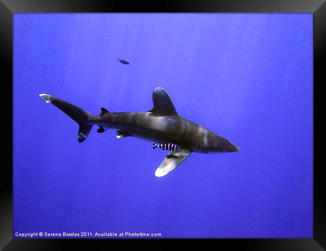 Oceanic Whitetip Shark with Pilot Fish Framed Print by Serena Bowles