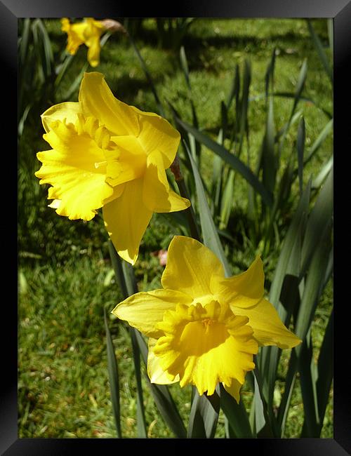Spring Daffodils Framed Print by Mark Malaczynski