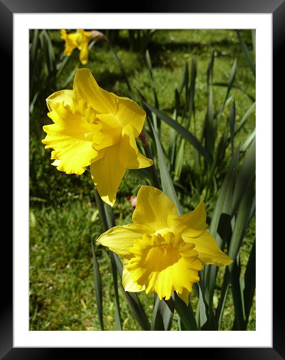 Spring Daffodils Framed Mounted Print by Mark Malaczynski