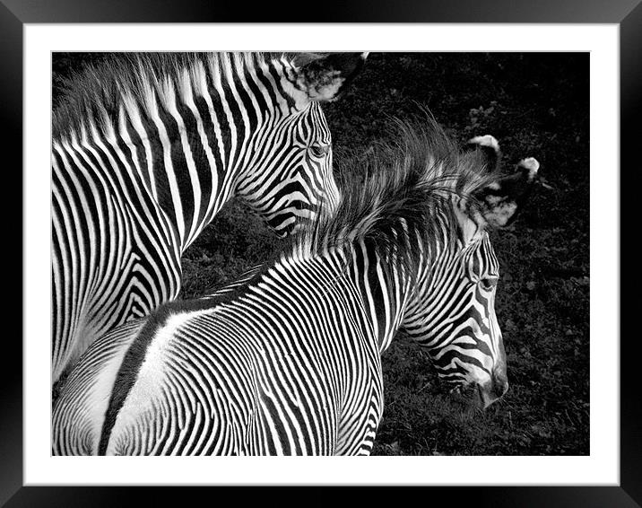 Two Zebras Together Framed Mounted Print by Zoe Anderson