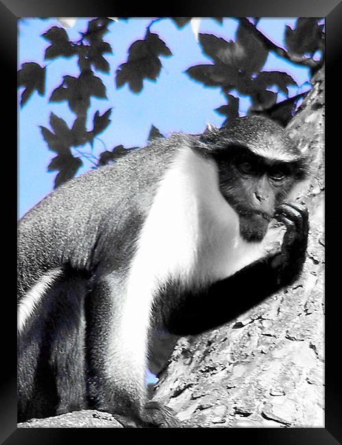 Diana Monkey Framed Print by Zoe Anderson