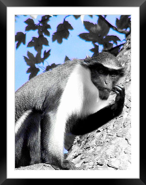 Diana Monkey Framed Mounted Print by Zoe Anderson