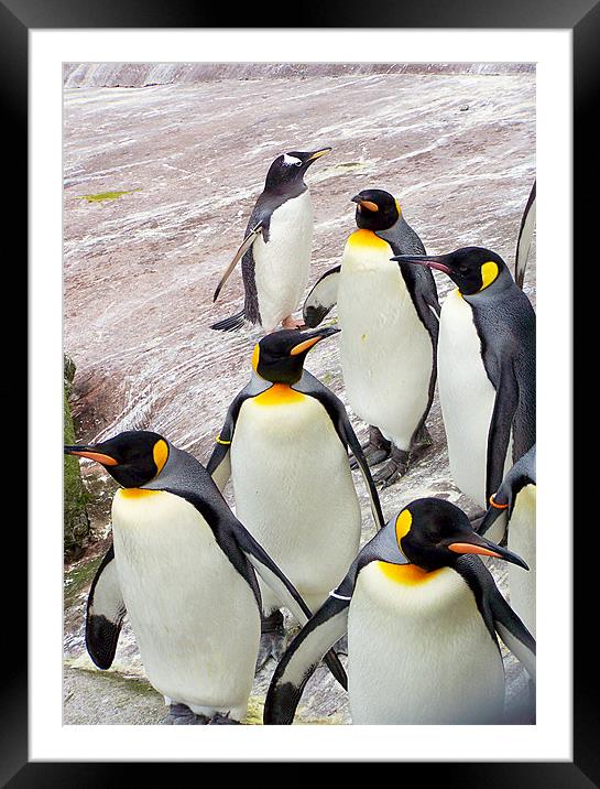 March of the Penguins Framed Mounted Print by Zoe Anderson