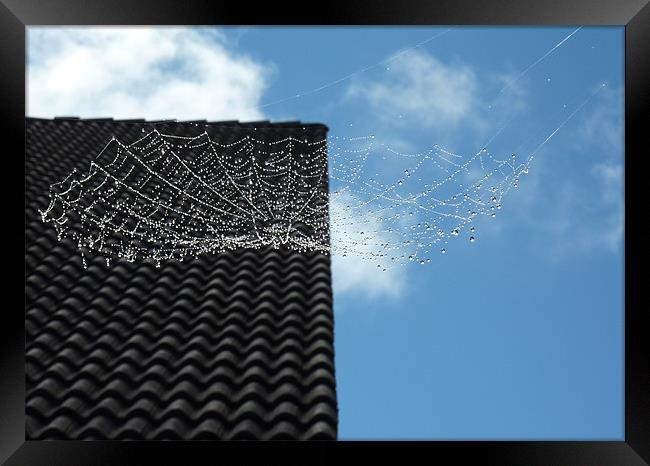 Wet Spider Web Framed Print by Vera Azevedo
