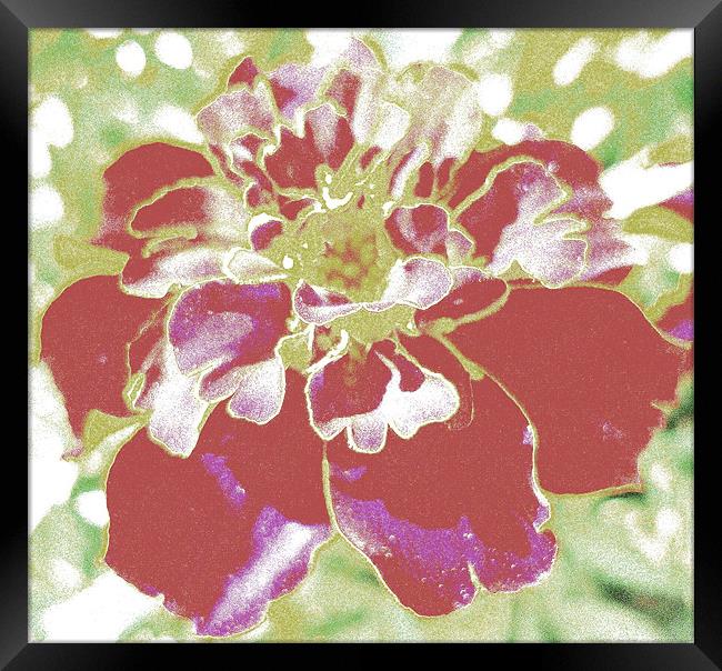Altered flower Framed Print by Craig Bottomley