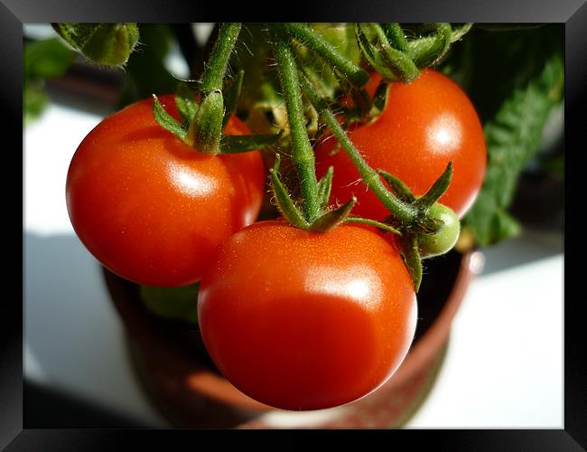 Tomatoes Framed Print by Craig Bottomley