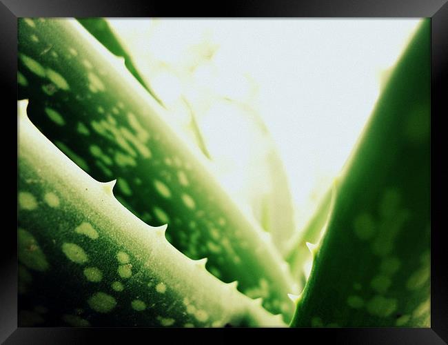 Aloe vera Framed Print by Aritra Pal