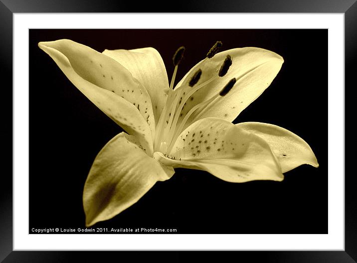 White Sepia Lily Framed Mounted Print by Louise Godwin