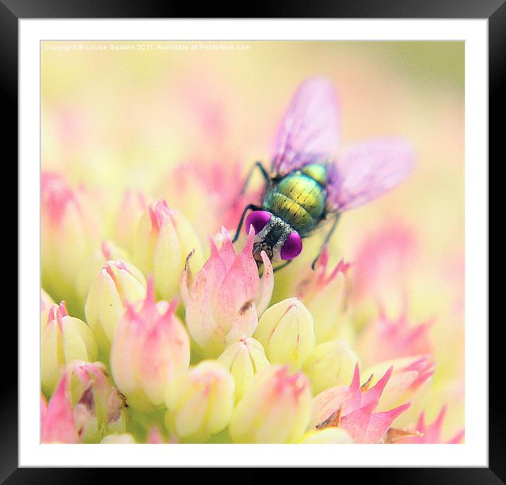 Pretty Fly Framed Mounted Print by Louise Godwin