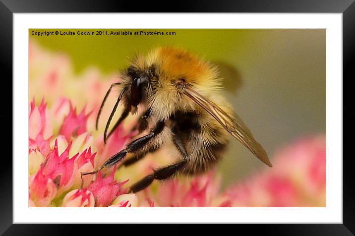 Mr Bumble Framed Mounted Print by Louise Godwin