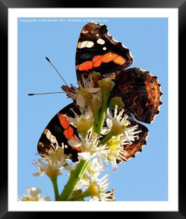 Red Admiral 1 Framed Mounted Print by Louise Godwin
