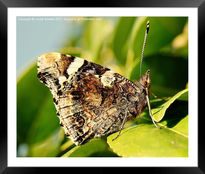 Red Admiral Butterfly Framed Mounted Print by Louise Godwin