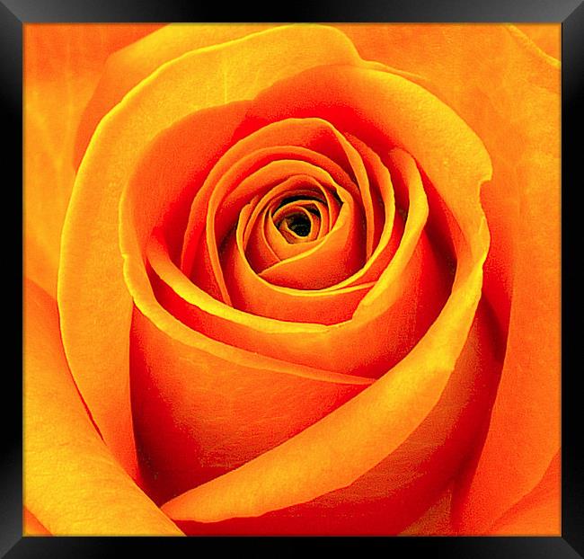 Orange Abstract Rose Framed Print by Louise Godwin