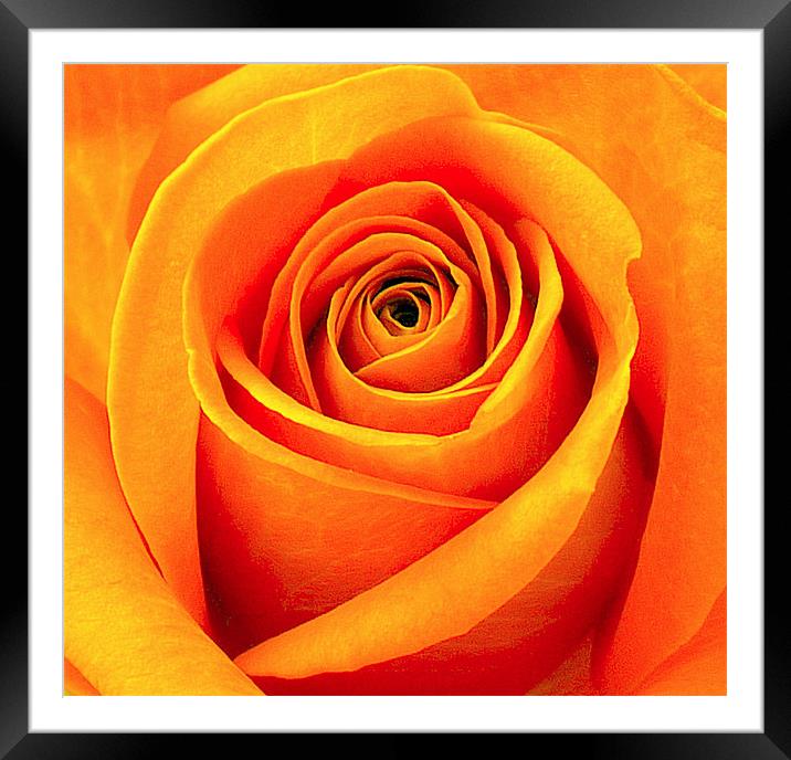 Orange Abstract Rose Framed Mounted Print by Louise Godwin