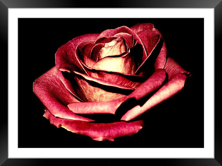 Rose Framed Mounted Print by Louise Godwin