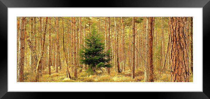 Stand Alone Tree Framed Mounted Print by Louise Godwin