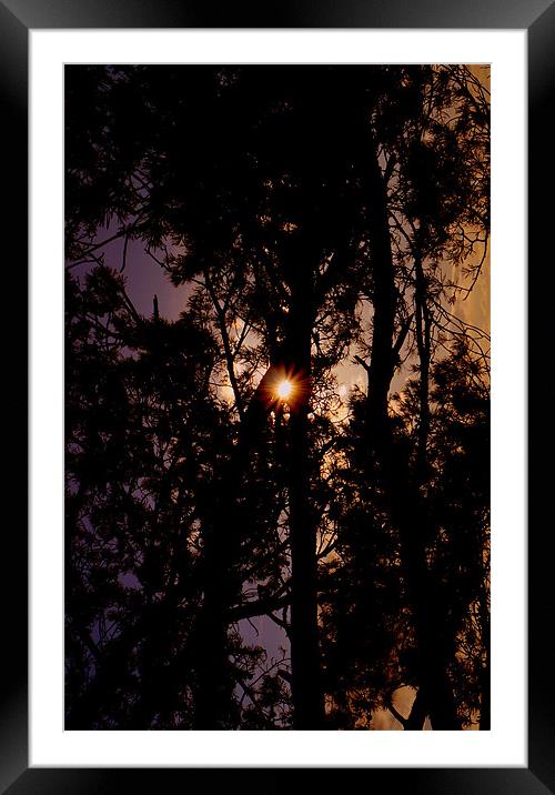 Sun Flare Through The Trees Framed Mounted Print by Louise Godwin