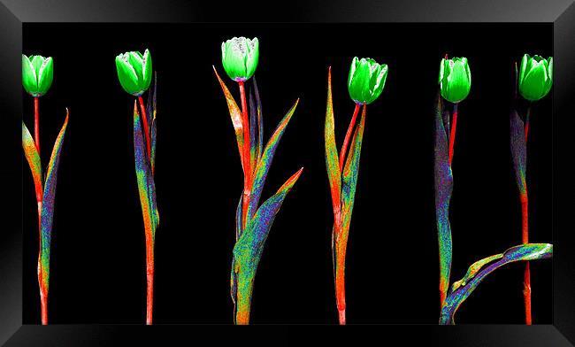 Abstract Rainbow Tulips Framed Print by Louise Godwin