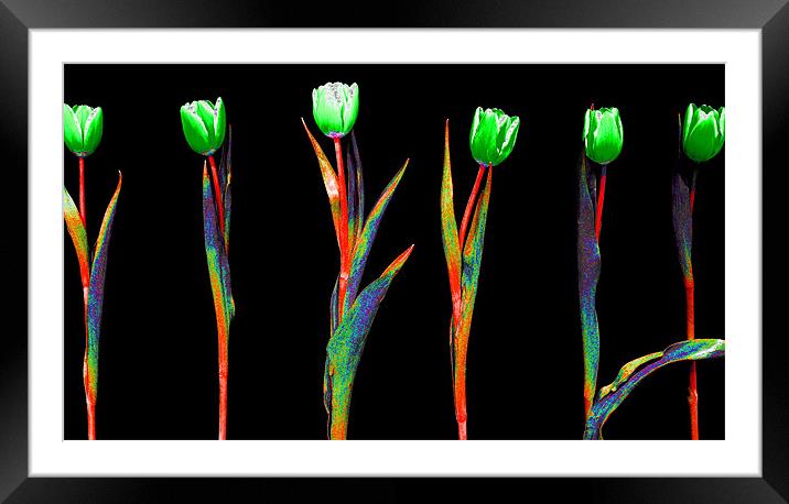 Abstract Rainbow Tulips Framed Mounted Print by Louise Godwin