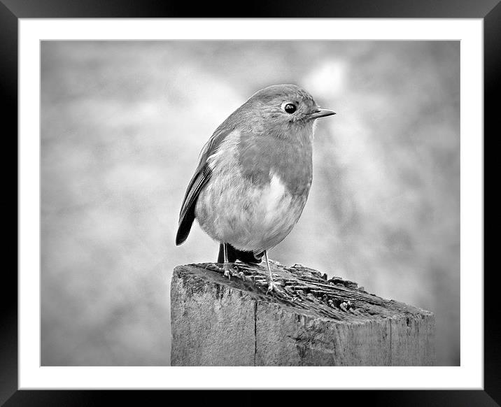 Robin Framed Mounted Print by Louise Godwin