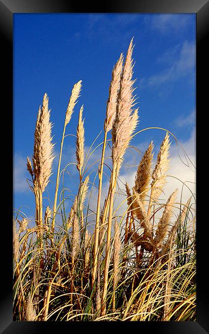 Growing Tall Framed Print by Louise Godwin