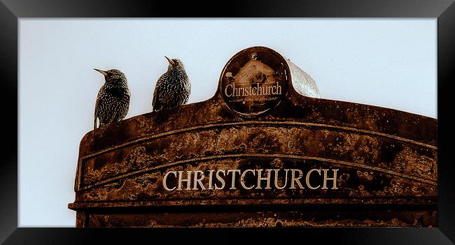 Starlings At Christchurch Framed Print by Louise Godwin