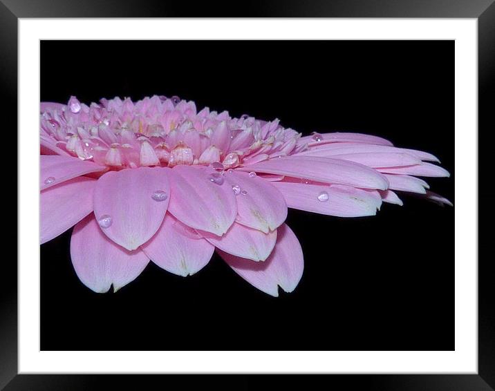 Pink Gerbera Daisy II Framed Mounted Print by Louise Godwin