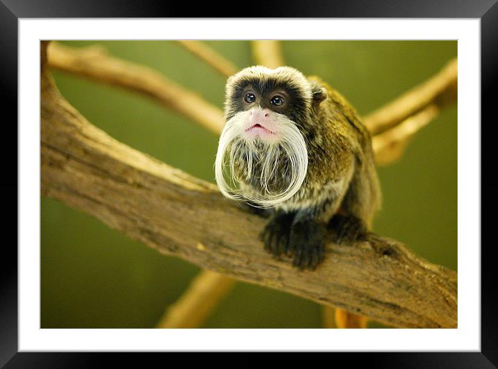 Emperor Tamarin Framed Mounted Print by Louise Godwin