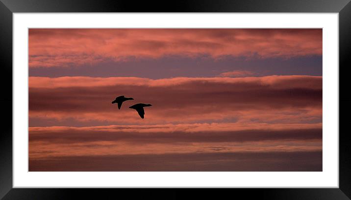 Pink Skies Black Geese Framed Mounted Print by Louise Godwin