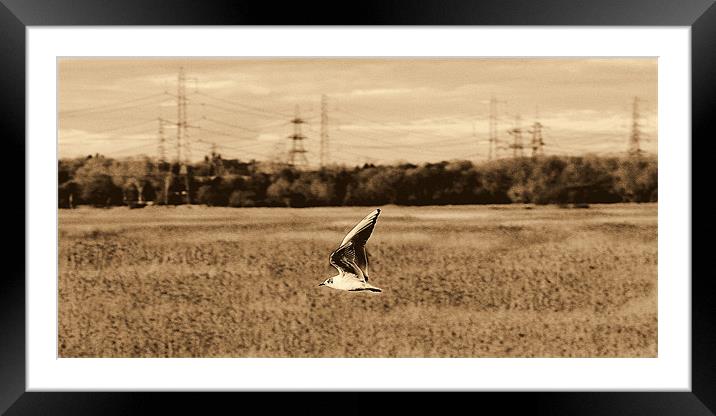Gliding Gull Framed Mounted Print by Louise Godwin