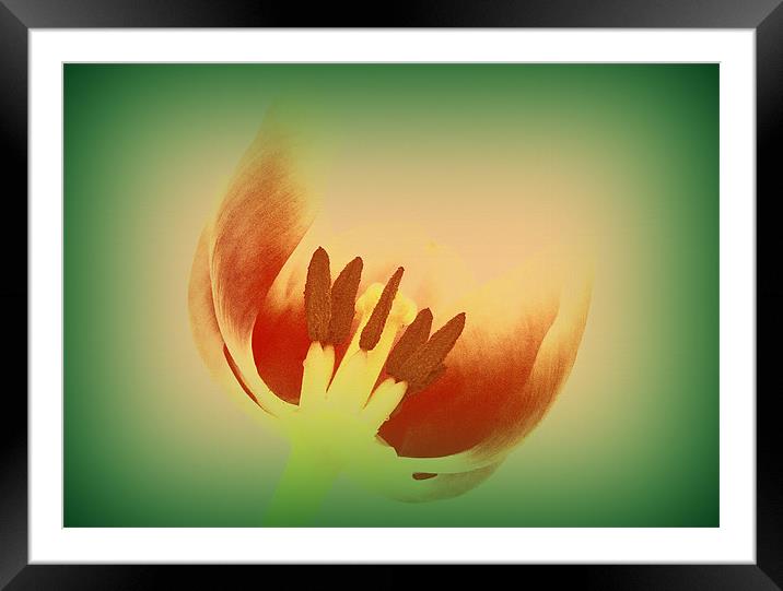 Tulip Centre Framed Mounted Print by Louise Godwin