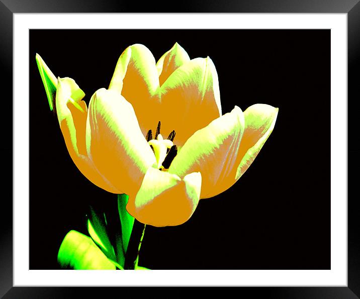 Yellow Abstract Tulip Framed Mounted Print by Louise Godwin