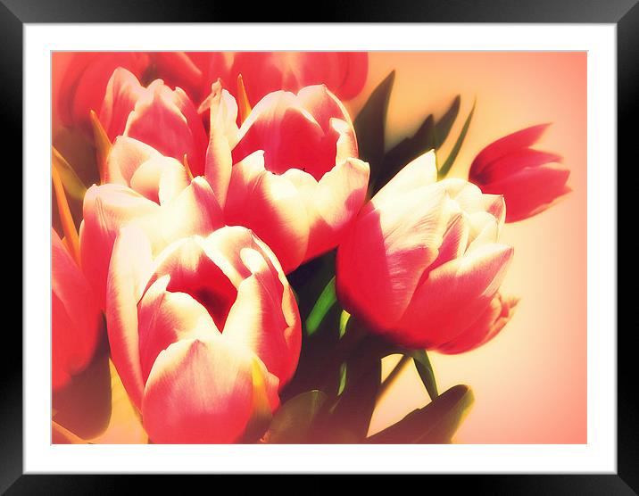 Dreamy Tulips Framed Mounted Print by Louise Godwin