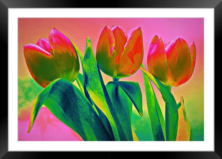 Rainbow Tulips Framed Mounted Print by Louise Godwin