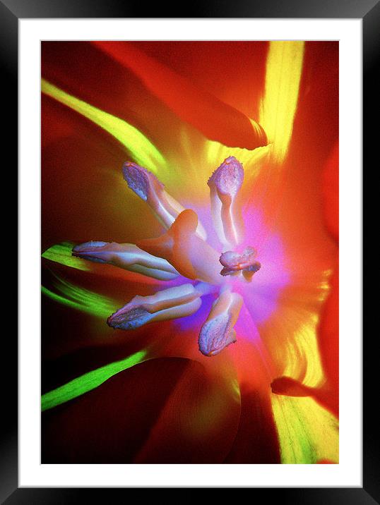 Truly Tulip Abstract Framed Mounted Print by Louise Godwin