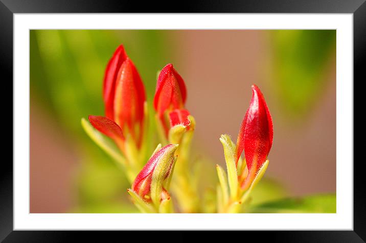 Forest Flame Budding Framed Mounted Print by Louise Godwin