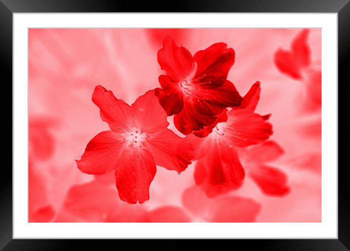 InfraRED Cherry Blossom Framed Mounted Print by Louise Godwin