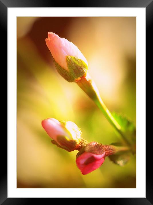 Budding Out Framed Mounted Print by Louise Godwin