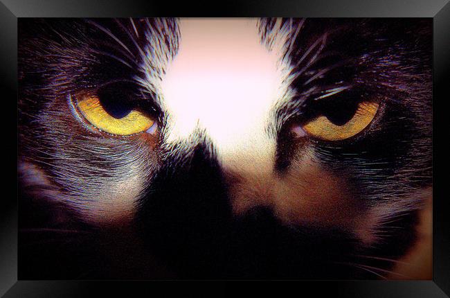 Feline Eyes Framed Print by Louise Godwin