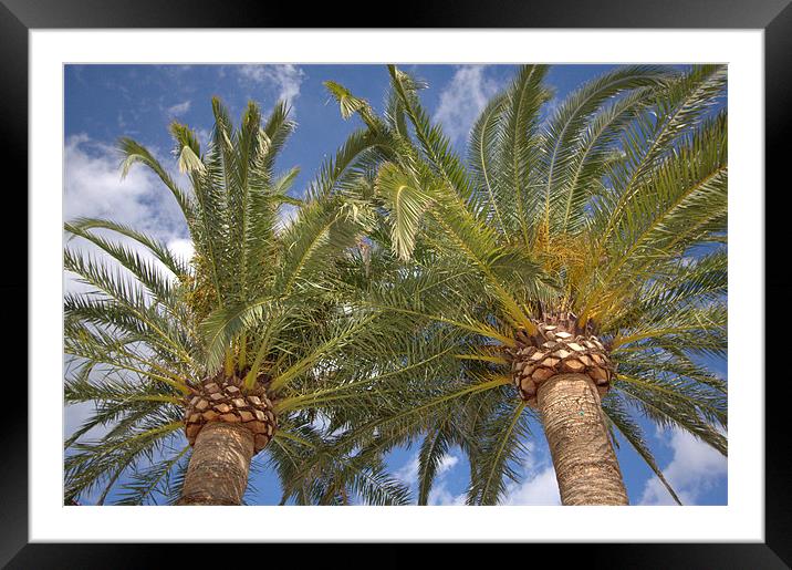 Palms Framed Mounted Print by Louise Godwin