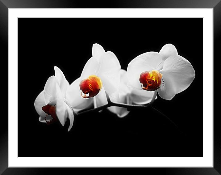  Orchid Trio Framed Mounted Print by Louise Godwin