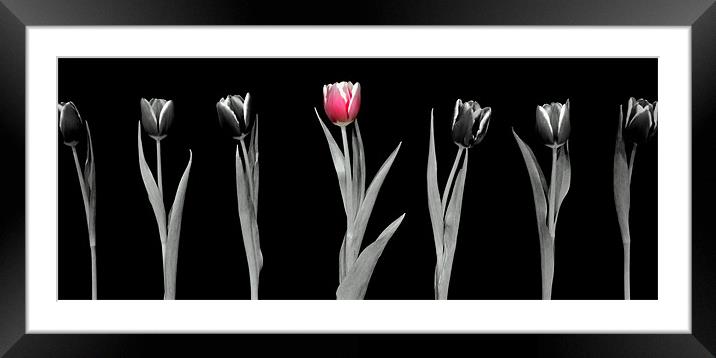 Pink Tulip Framed Mounted Print by Louise Godwin