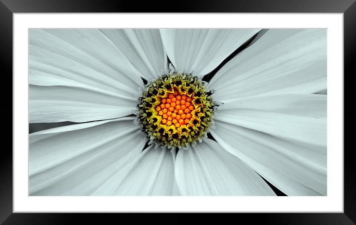 Yellow Central Framed Mounted Print by Louise Godwin