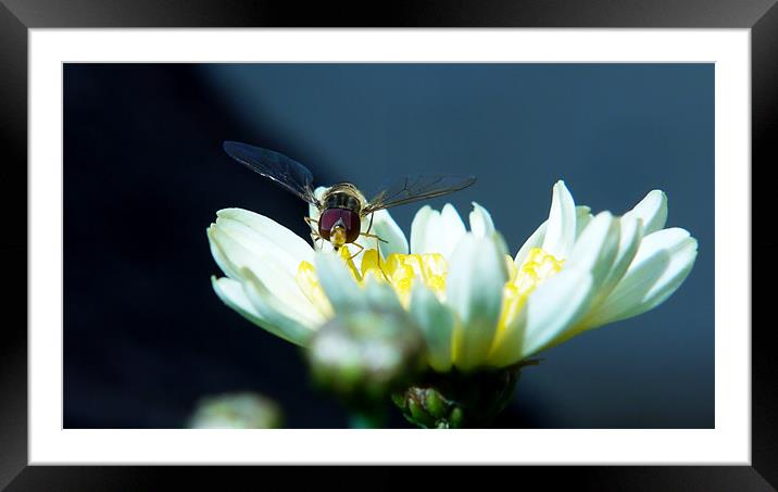 Resting Hoverfly Framed Mounted Print by Louise Godwin