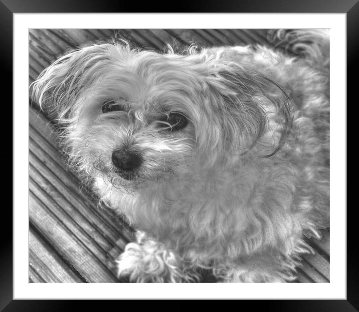Black and White Pooch Framed Mounted Print by Louise Godwin