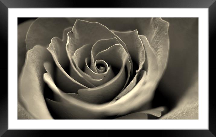 Rose Buddy Framed Mounted Print by Louise Godwin